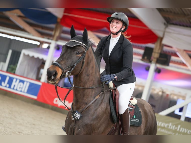 KWPN Ruin 6 Jaar 169 cm Donkerbruin in Negernbötel