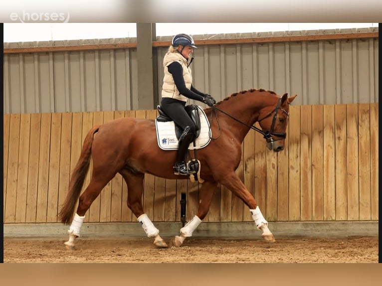 KWPN Ruin 6 Jaar 169 cm Vos in Raalte