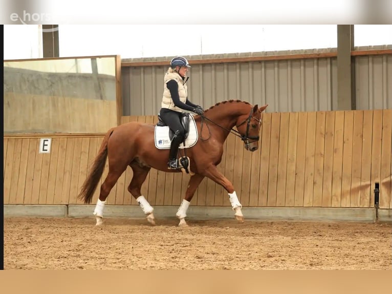 KWPN Ruin 6 Jaar 169 cm Vos in Raalte