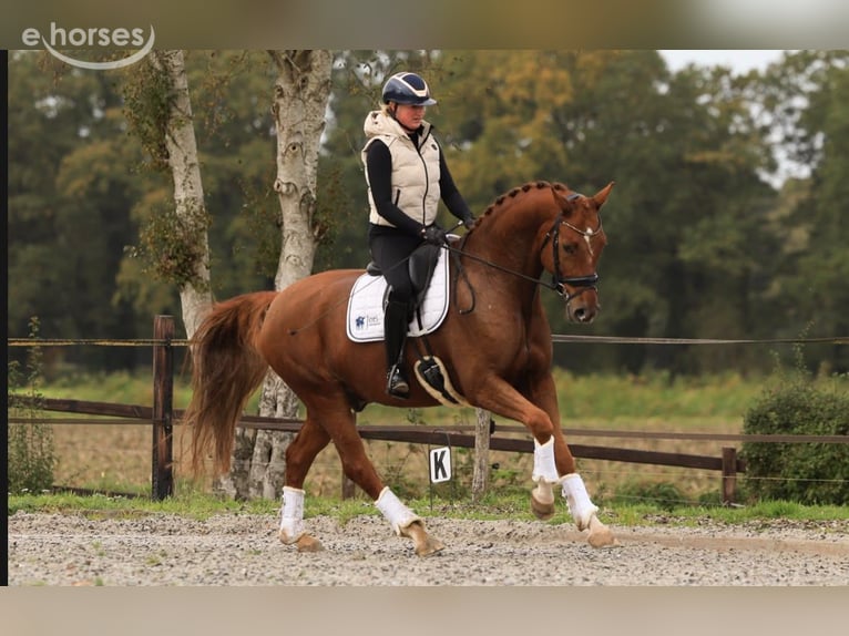 KWPN Ruin 6 Jaar 169 cm Vos in Raalte