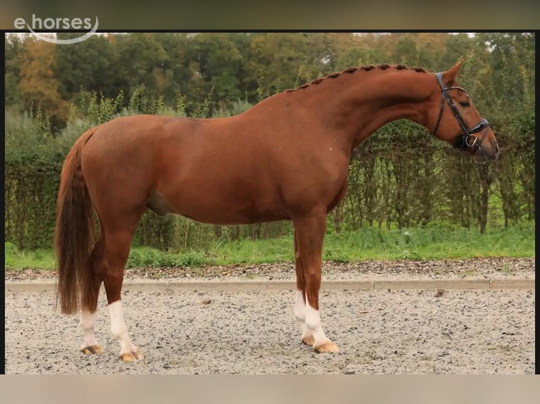 KWPN Ruin 6 Jaar 169 cm Vos in Raalte