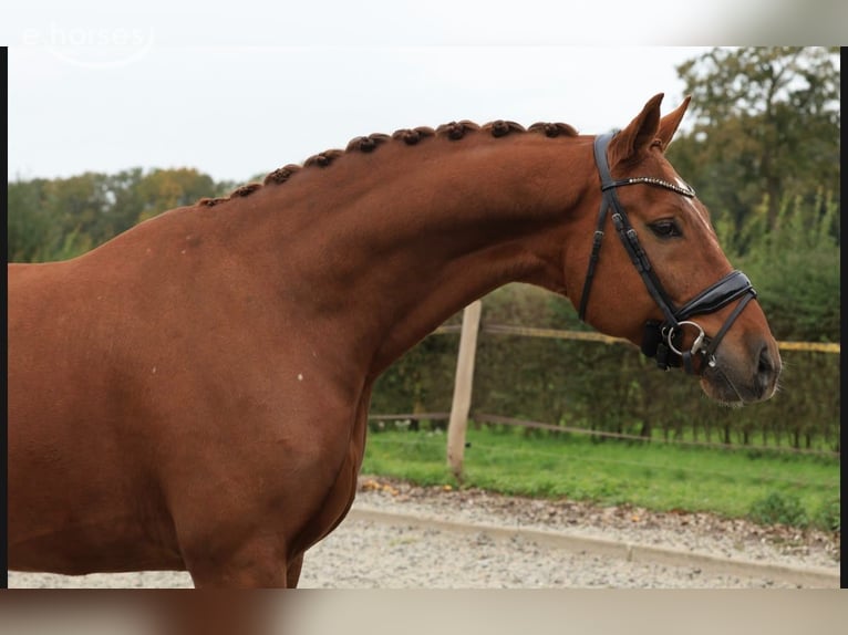 KWPN Ruin 6 Jaar 169 cm Vos in Raalte