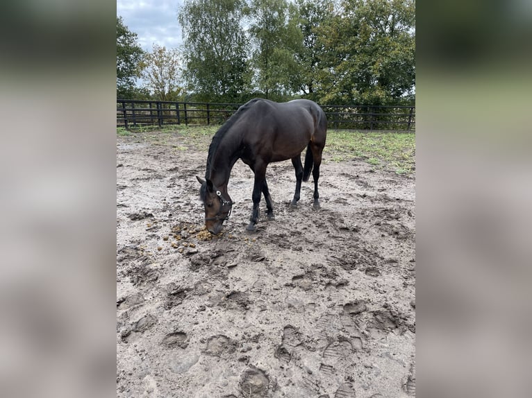 KWPN Ruin 6 Jaar 169 cm Zwartbruin in Nuenen