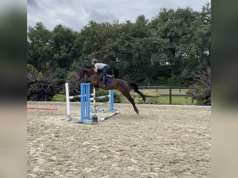 KWPN Ruin 6 Jaar 169 cm Zwartbruin in Nuenen