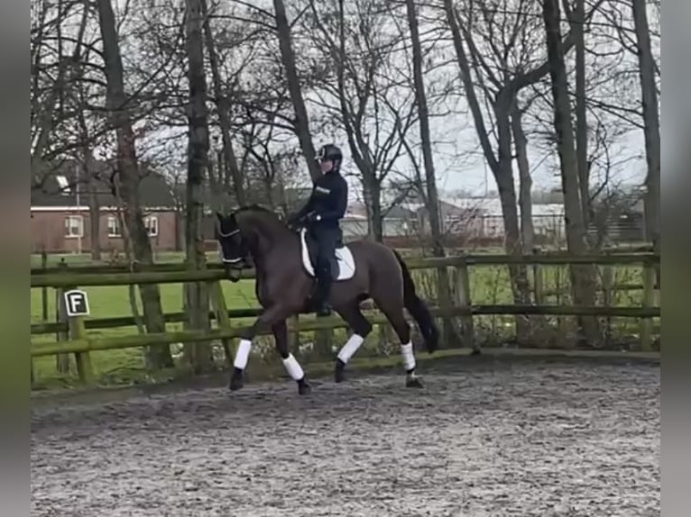 KWPN Ruin 6 Jaar 170 cm Bruin in Heemskerk