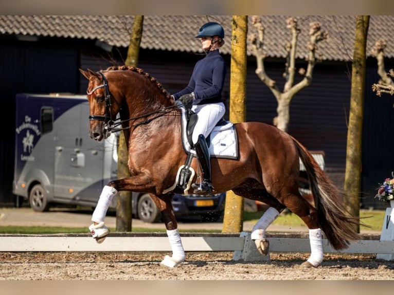 KWPN Ruin 6 Jaar 170 cm Bruin in Stefanowka