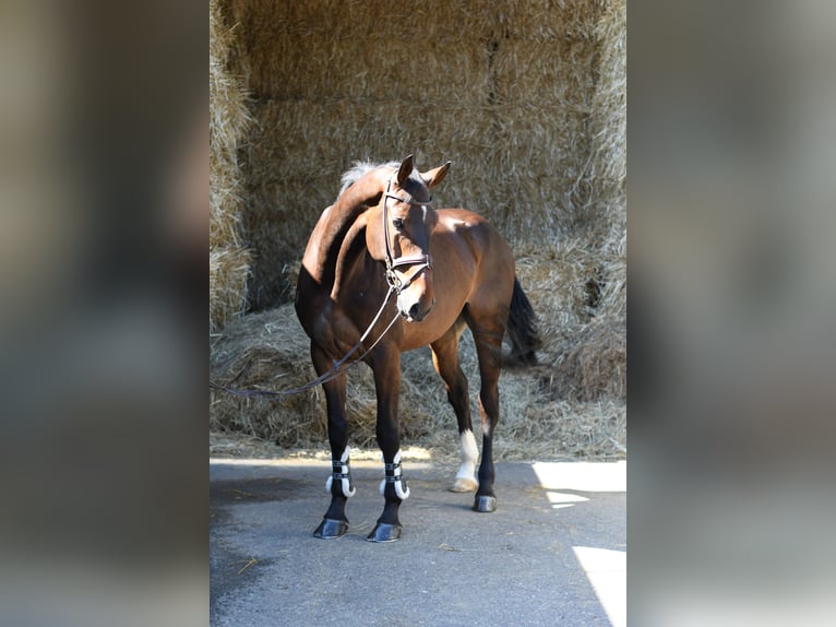 KWPN Ruin 6 Jaar 170 cm Bruin in Geilenkirchen
