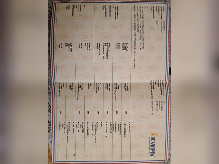 KWPN Ruin 6 Jaar 170 cm Bruin in Gyula