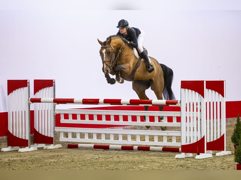 KWPN Ruin 6 Jaar 170 cm Bruin in Waddinxveen