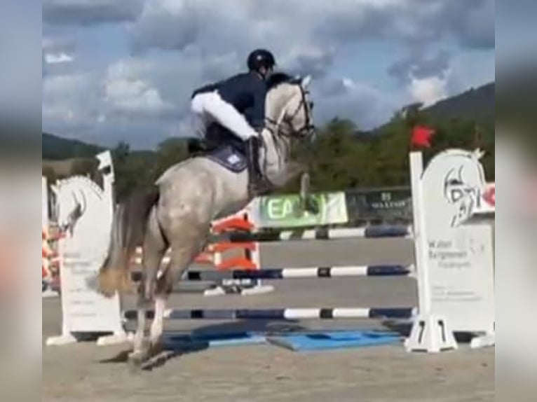 KWPN Ruin 6 Jaar 170 cm Schimmel in Grävenwiesbach