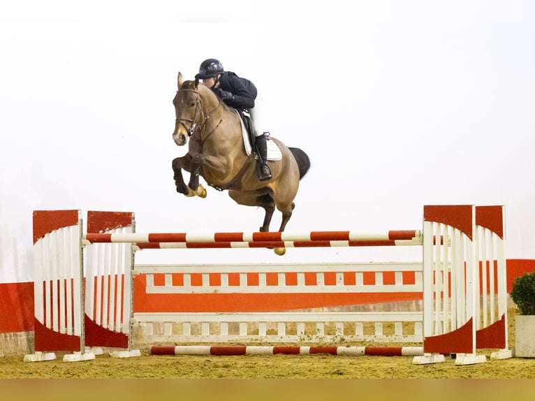 KWPN Ruin 6 Jaar 170 cm  in Waddinxveen