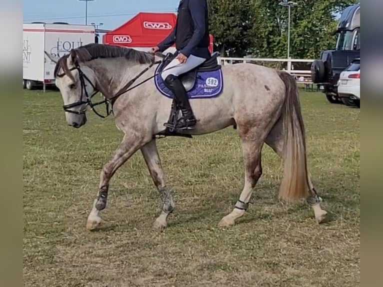 KWPN Ruin 6 Jaar 170 cm Vliegenschimmel in Grävenwiesbach