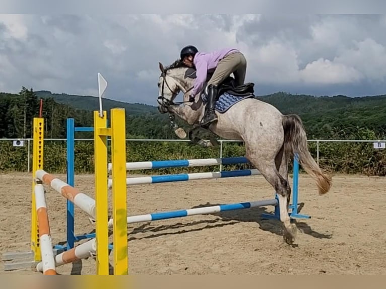 KWPN Ruin 6 Jaar 170 cm Vliegenschimmel in Grävenwiesbach