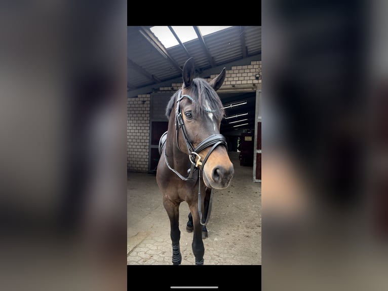 KWPN Ruin 6 Jaar 170 cm Zwartbruin in Swisttal