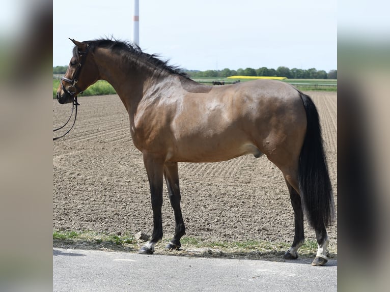 KWPN Ruin 6 Jaar 171 cm Donkerbruin in Geilenkirchen