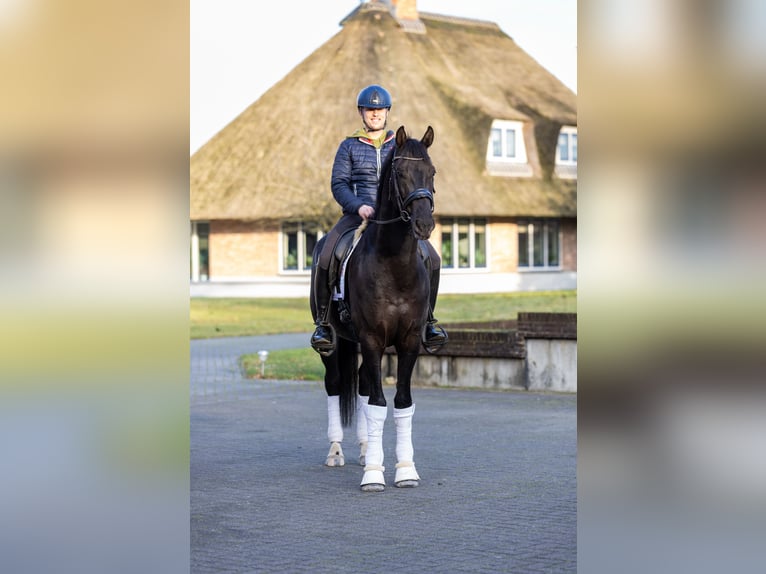 KWPN Ruin 6 Jaar 171 cm Zwart in Nijkerk