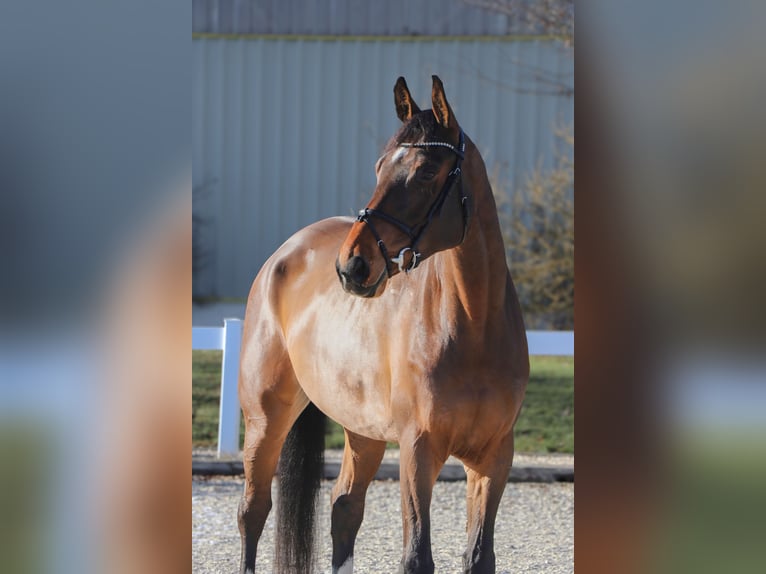 KWPN Ruin 6 Jaar 172 cm Bruin in Schwäbisch Hall