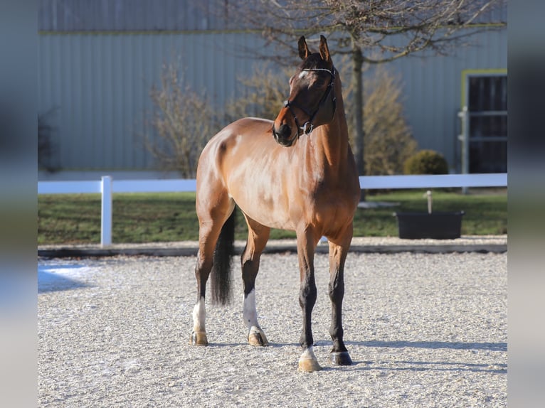 KWPN Ruin 6 Jaar 172 cm Bruin in Schwäbisch Hall