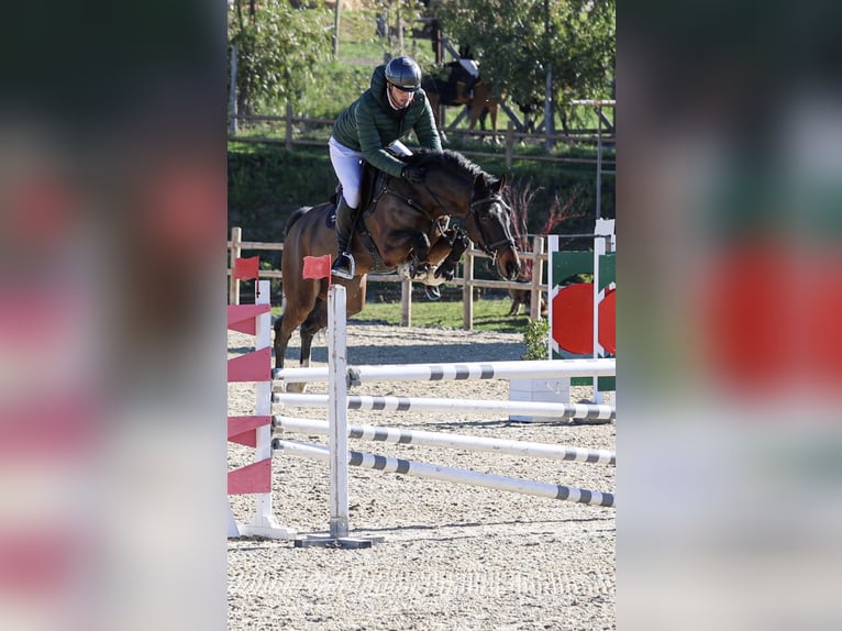 KWPN Ruin 6 Jaar 172 cm Bruin in Roma