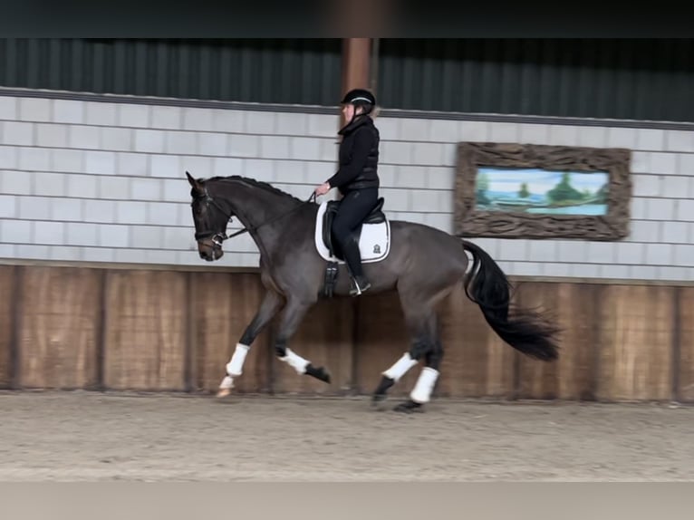 KWPN Ruin 6 Jaar 172 cm Donkerbruin in Oud Gastel