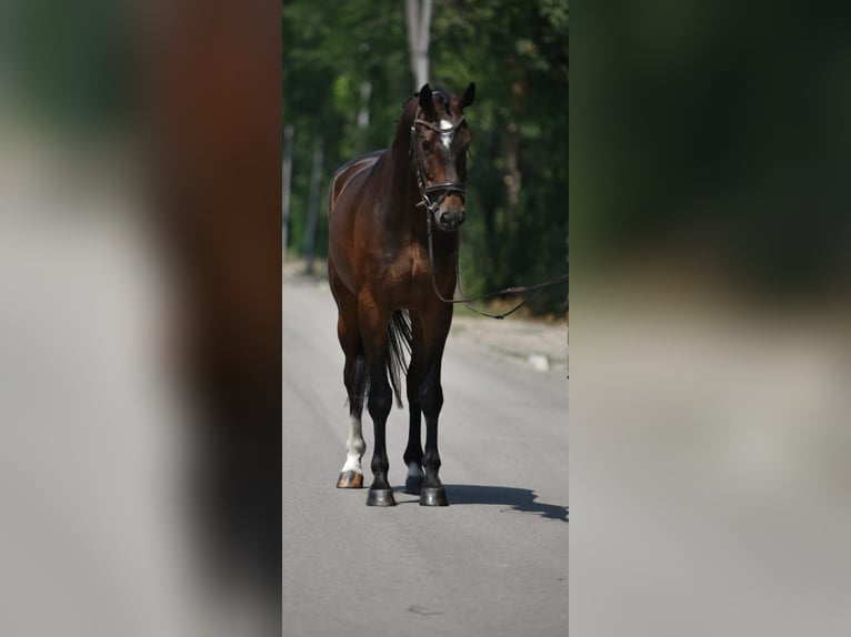 KWPN Ruin 6 Jaar 172 cm Donkerbruin in Neumarkt an der Raab