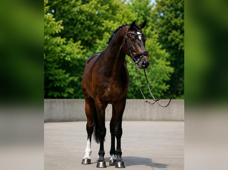 KWPN Ruin 6 Jaar 172 cm Roodbruin in Dunaújvárosi Járás