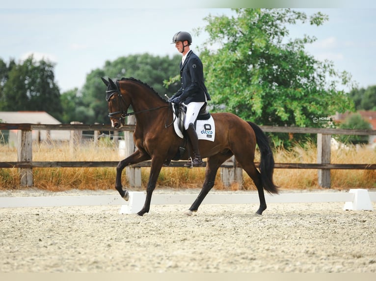 KWPN Ruin 6 Jaar 172 cm Zwartbruin in Lokeren