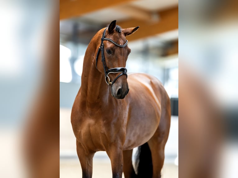 KWPN Ruin 6 Jaar 173 cm Roodbruin in Hardinxveld - Giessendam