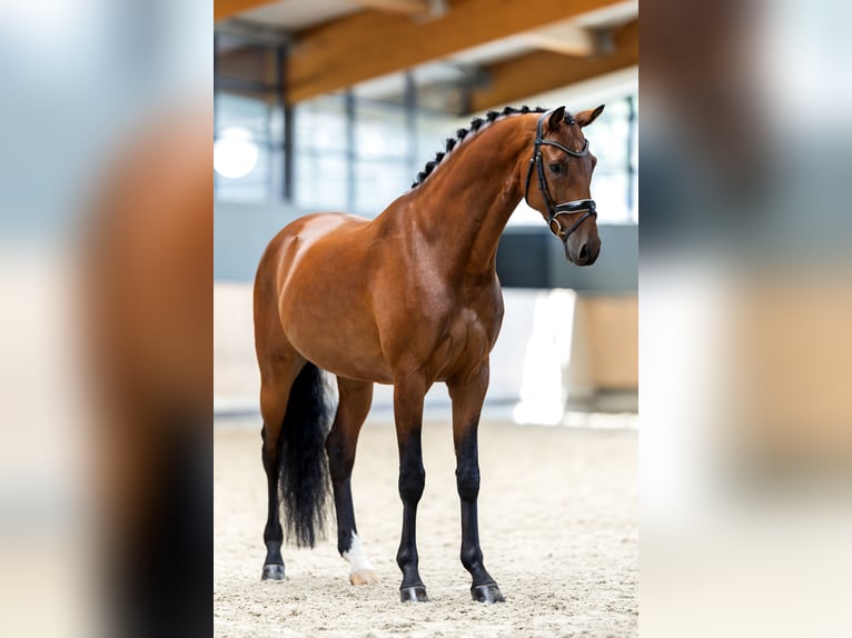 KWPN Ruin 6 Jaar 173 cm Roodbruin in Hardinxveld - Giessendam