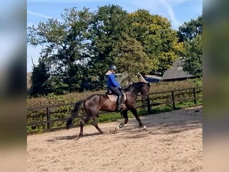 KWPN Ruin 6 Jaar 175 cm Bruin in Tubbergen