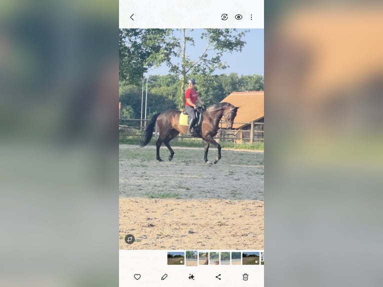 KWPN Ruin 6 Jaar 175 cm Bruin in Tubbergen