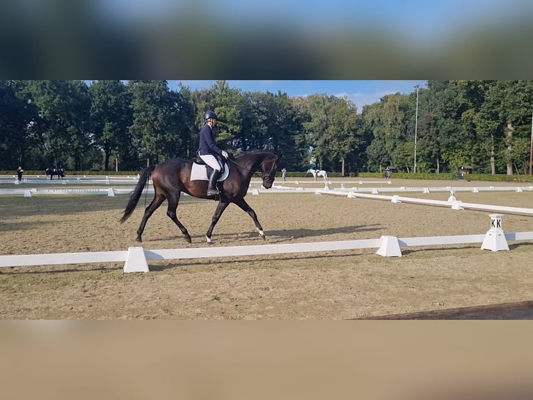 KWPN Ruin 6 Jaar 175 cm Bruin in Tubbergen