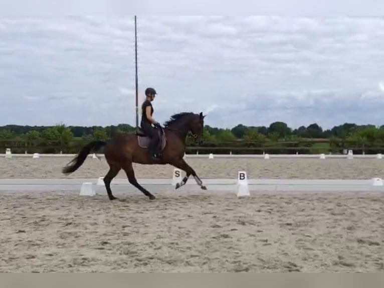 KWPN Ruin 6 Jaar 175 cm Bruin in Tubbergen