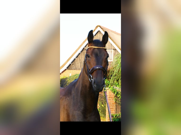 KWPN Ruin 6 Jaar 175 cm Bruin in Tubbergen