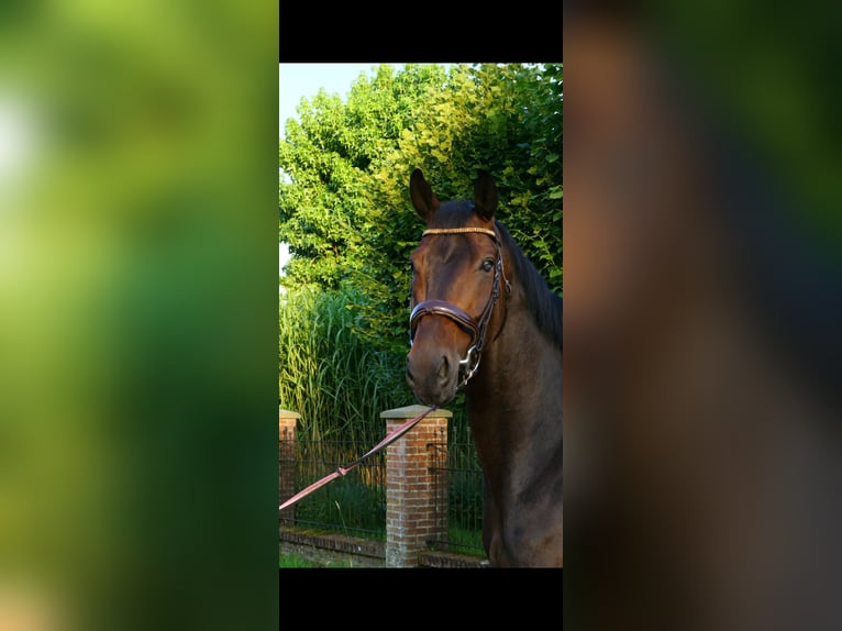 KWPN Ruin 6 Jaar 175 cm Bruin in Tubbergen