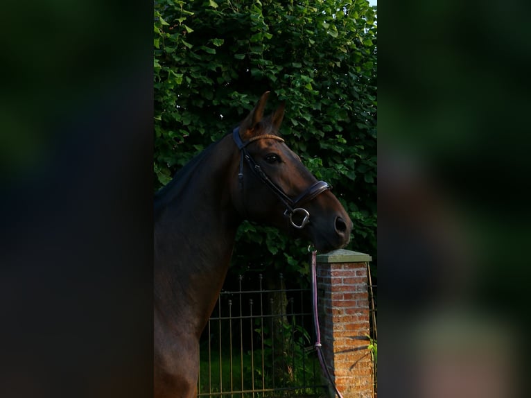KWPN Ruin 6 Jaar 175 cm Bruin in Tubbergen