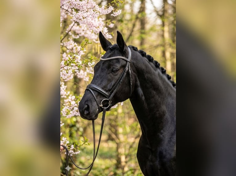 KWPN Ruin 6 Jaar 175 cm Zwart in Kecskemét