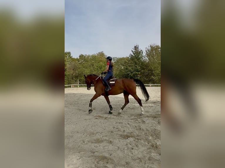 KWPN Ruin 6 Jaar 176 cm Bruin in Stockerau