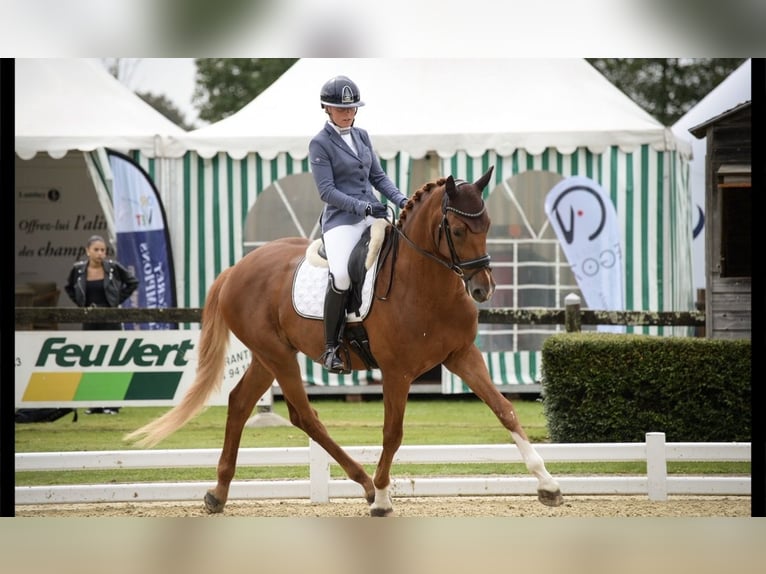 KWPN Ruin 6 Jaar 177 cm Vos in Aulnoye-Aymeries
