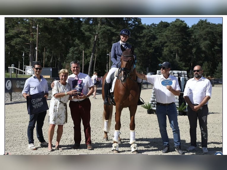 KWPN Ruin 6 Jaar 177 cm Vos in Aulnoye-Aymeries