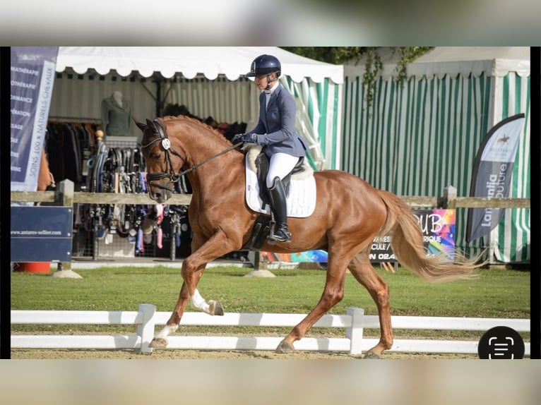 KWPN Ruin 6 Jaar 177 cm Vos in Aulnoye-Aymeries
