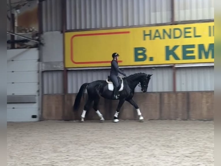 KWPN Ruin 6 Jaar 177 cm Zwart in Oud Gastel