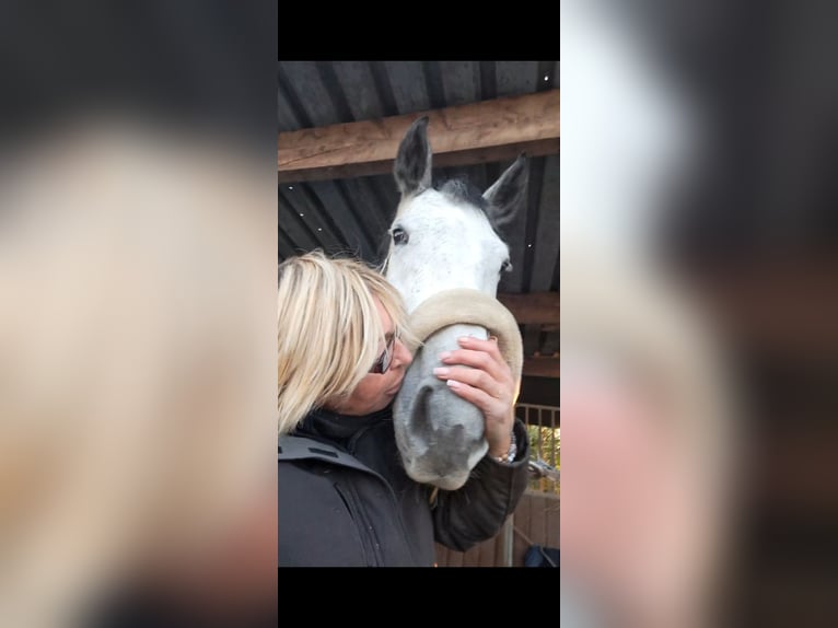 KWPN Ruin 6 Jaar 180 cm Appelschimmel in Lommel