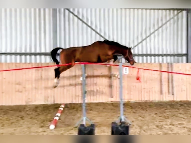 KWPN Ruin 6 Jaar 182 cm Bruin in Rychvald