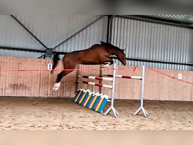 KWPN Ruin 6 Jaar 182 cm Bruin in Rychvald