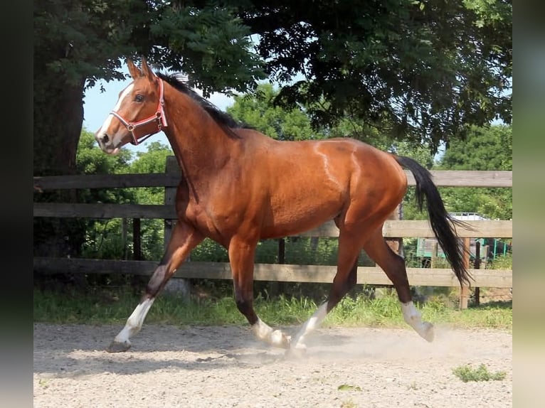 KWPN Ruin 6 Jaar 182 cm Bruin in Rychvald