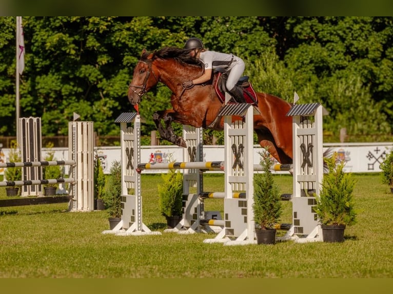 KWPN Ruin 6 Jaar 184 cm Roodbruin in Saldus