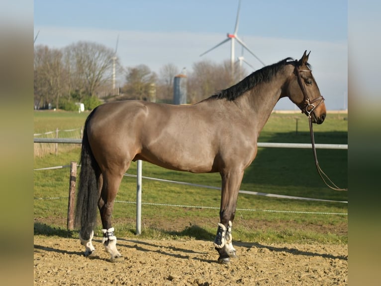 KWPN Ruin 6 Jaar 187 cm Donkerbruin in Geilenkirchen