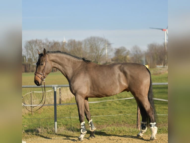 KWPN Ruin 6 Jaar 187 cm Donkerbruin in Geilenkirchen