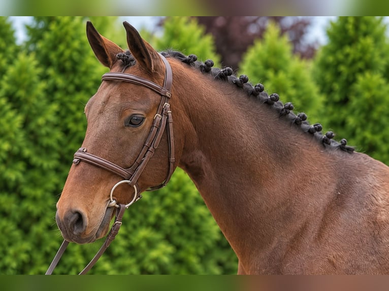 KWPN Ruin 7 Jaar 146 cm Bruin in Öpfingen